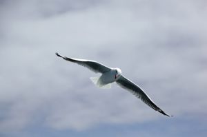 Seagull In Flight 